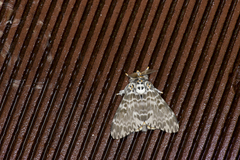 Lymantria mathura subpallida