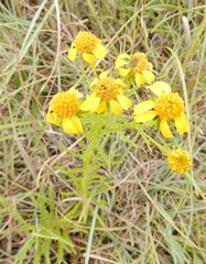 Dysodiopsis tagetoides