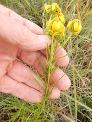 Dysodiopsis tagetoides