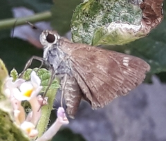 Polites vibex praeceps