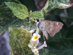 Polites vibex praeceps