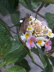 Polites vibex praeceps