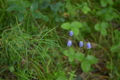 Adenophora stenanthina