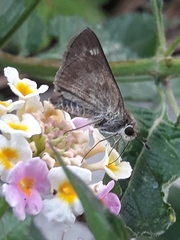 Polites vibex praeceps