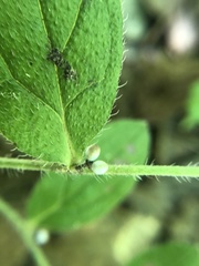 Lithospermum tuberosum