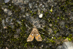 Paracymoriza cataclystalis