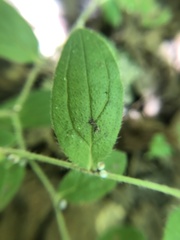 Lithospermum tuberosum