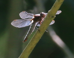 Pachydiplax longipennis