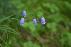 Adenophora stenanthina