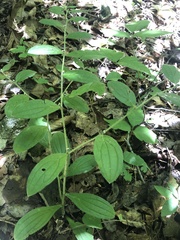 Lithospermum tuberosum