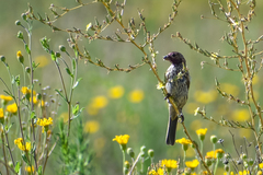 Haemorhous mexicanus