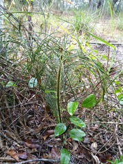 Macrozamia pauli-guilielmi