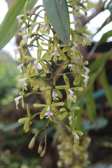 Epidendrum cristatum