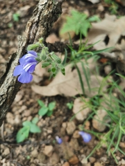 Salvia heterotricha