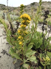 Solidago spathulata