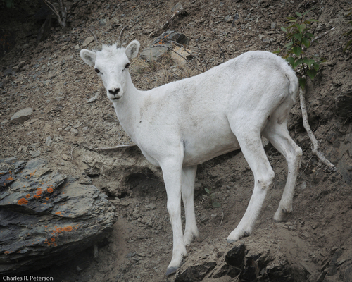 Thinhorn Sheep