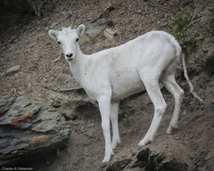 Dall's Sheep photo 3