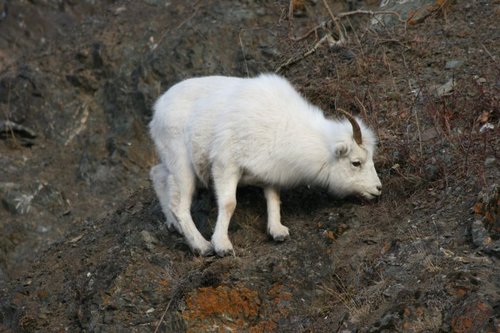 Thinhorn Sheep