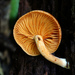 Gymnopilus liquiritiae - Photo (c) tombigelow, some rights reserved (CC BY-NC), uploaded by tombigelow