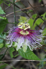 Passiflora