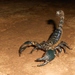 Giant Forest Scorpion - Photo (c) Nireekshit, some rights reserved (CC BY-SA)