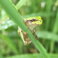 Hyla japonica