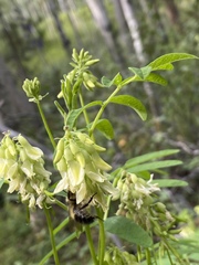 Astragalus americanus