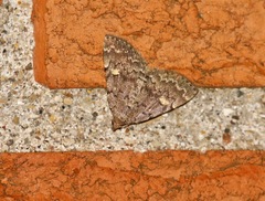 Idia aemula