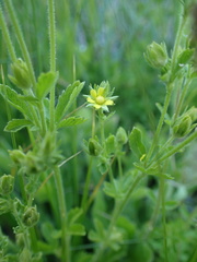Potentilla biennis