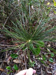 Macrozamia pauli-guilielmi