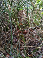 Macrozamia pauli-guilielmi