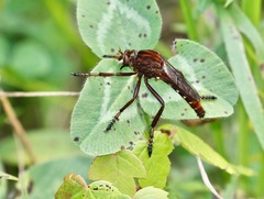 Diogmites basalis