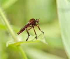 Diogmites basalis