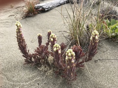 Castilleja exserta latifolia