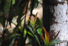 Elaeocarpus angustifolius