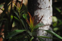 Elaeocarpus angustifolius