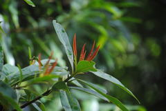 Elaeocarpus angustifolius