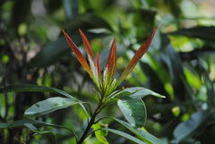 Elaeocarpus angustifolius