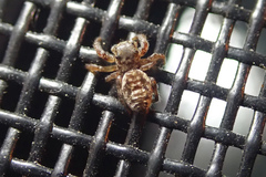 Pelegrina flavipes