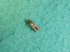 Blastobasis pulchella