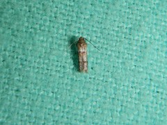 Blastobasis pulchella