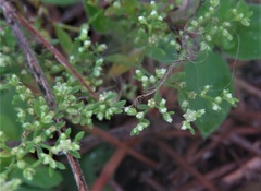 Image of Paronychia baldwinii