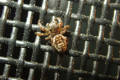 Pelegrina flavipes