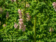 Corydalis caseana