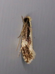 Monopis dorsistrigella