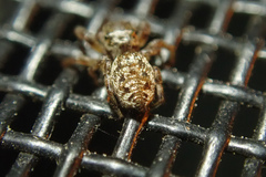 Pelegrina flavipes