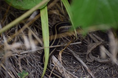 Thamnophis sirtalis