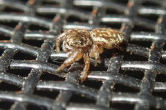 Pelegrina flavipes