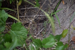 Thamnophis sirtalis