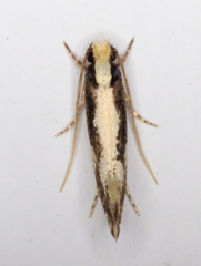 Monopis dorsistrigella